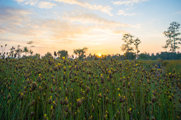 grass flower background with sunlight