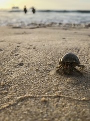 The crab on the sand at sunset on the sea
