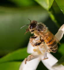 Bee on flower