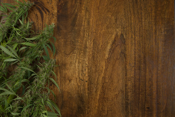 closeup of flowering Cannabis sativa weed plants on wooden background with copy space