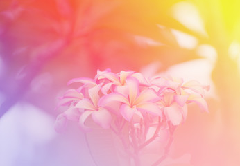 Obraz na płótnie Canvas colorful flowers