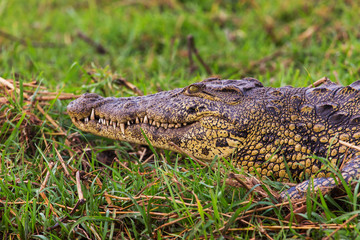 Crocodile lies on the bank of lake
