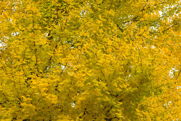 The leaves of Ginkgo tree (Maidenhair tree) turn yellow during the autumn in Japan.