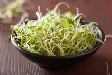 Obraz na płótnie Canvas fresh clover sprouts healthy food
