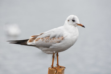 Seagull standing on a stump in marina.