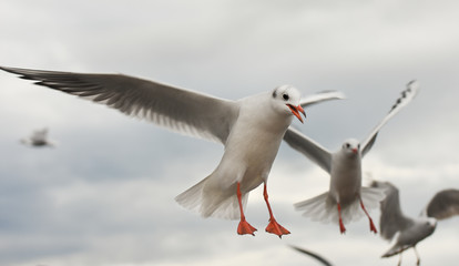 Seagulls flying with open wings over sky with clouds.