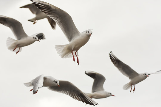 Seagulls flying with open wings over sky with clouds.