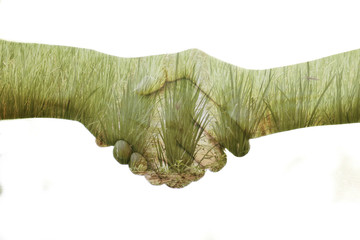 Man and women doing handshake isolated on the white background. Agreement or understanding about rice deal between farmer and merchant or consumer.