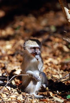 Young vervet monkey, Zimbabwe