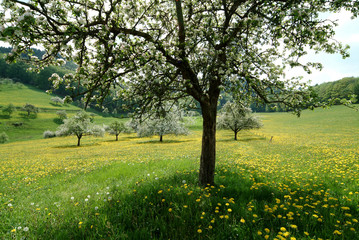 Streuobstwiese