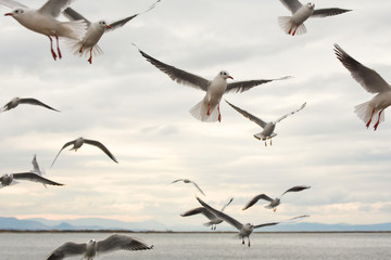 Seagulls flying with open wings over sky with clouds.