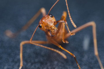 red ant on black metal background.