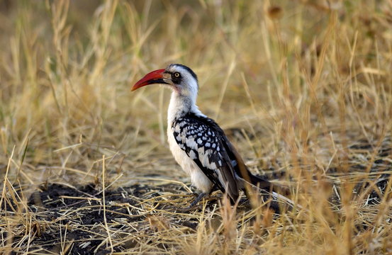 Red-billed Hornbill, Grumet, Tanzania
