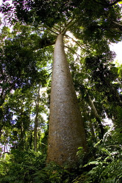 Kauri Pine tree, Barron Gorge National Park, Queensland