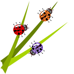 Obraz premium Ladybug on leaf