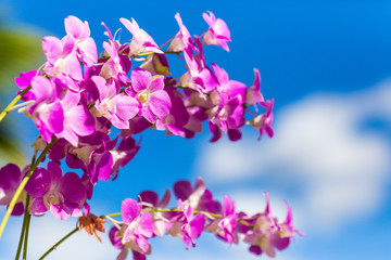 Obraz na płótnie Canvas Thailand purple orchid