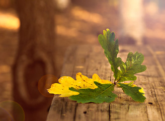 Obraz premium autumn waltz