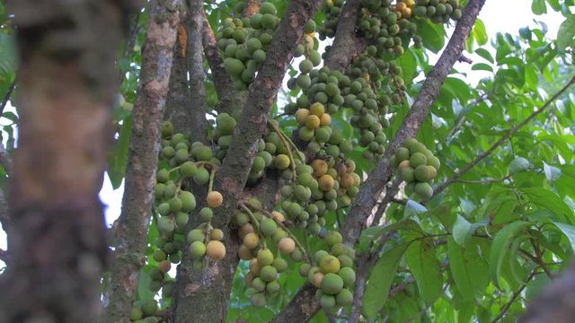 Tropical fruit Langsat (lanzones) in Taman Warisan Pertanian, Putrajaya
