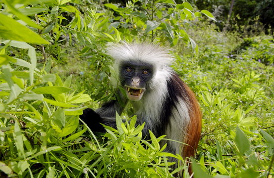 Zanzibar Red Colobus monkey, one of Africa's rarest primates 