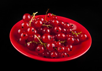 red currant berries