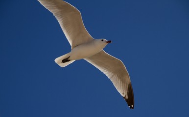 Sea Gull Mallorca