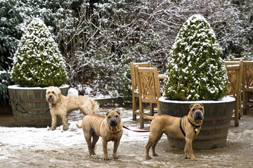 Well-behaved dogs tied to snow covered plant pots outside Kenwood House, Hampstead Heath, London