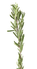 rosemary