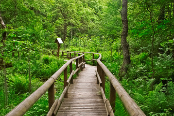 Wanderweg über eine Holzbrücke im grünen Wald 