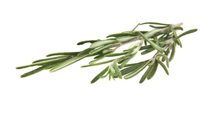 Fototapeta premium rosemary