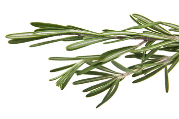 Fototapeta premium rosemary