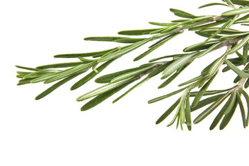 rosemary