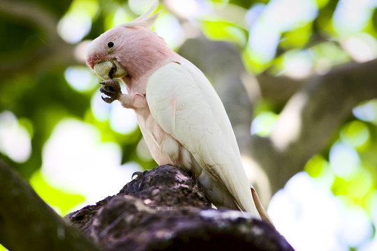 Major Mitchell Cockatoo perched on branch, Queensland