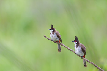 two Red-whiskered Bulbul birdas perched on branches.