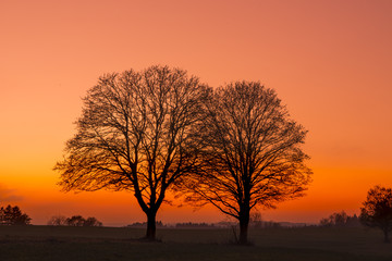 Fototapeta na wymiar Two bare trees in the sunset