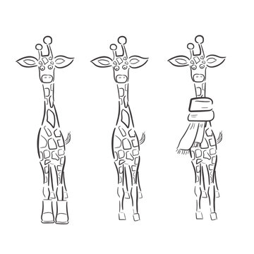Hand drawn Illustration of Giraffe  isolated on white background