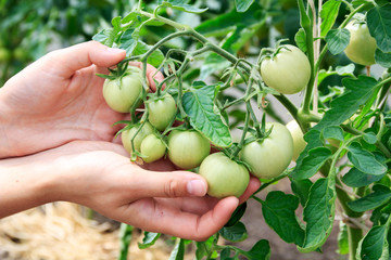 bunch of green tomatoes