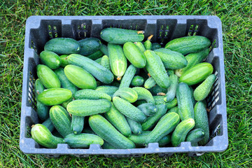 cucumbers in a box