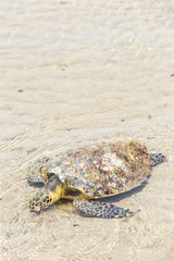  Sea Turtle dies on the beach