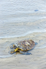 Sea turtles die on the beach