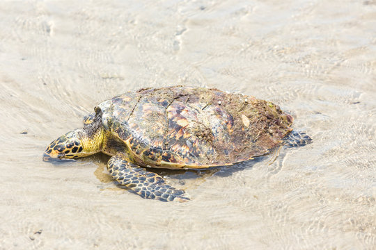  Sea Turtle dies on the beach