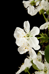 spring flowers of cherry