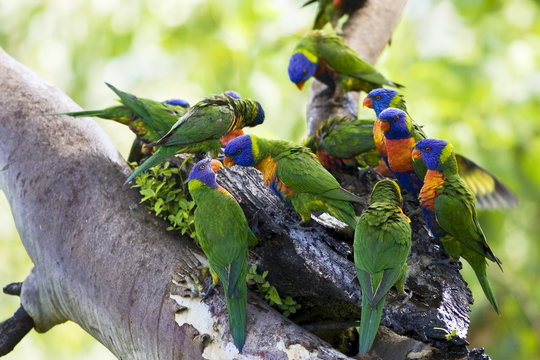 Rainbow Lorikeets perched on a branch, Queensland
