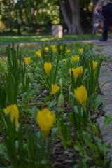 Beautiful yellow flowers in the park