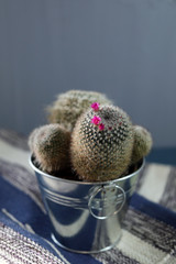 Blooming cactus on the background of the carpet.