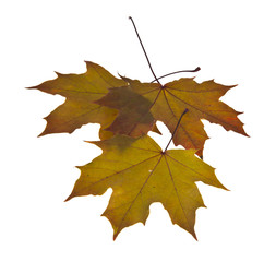 yellow autumn leaves