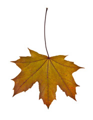 yellow autumn leaves