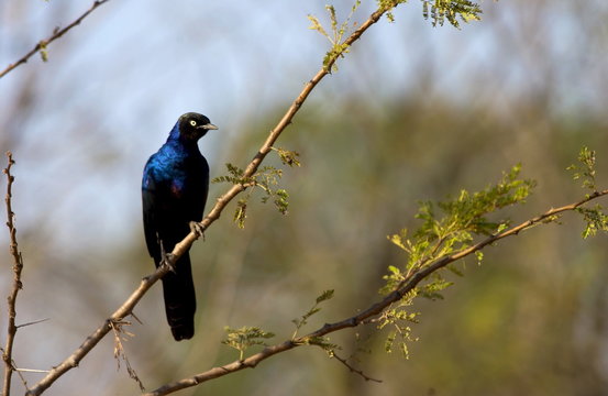 Rueppell's Glossy-Starling, Grumet, Tanzania