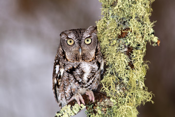 Eastern Screech Owl