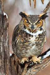 Great Horned Owl in Winter