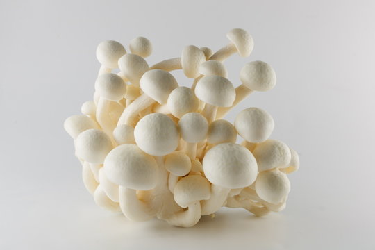 White Shimeji mushroom - Japanese Mushroom on white background